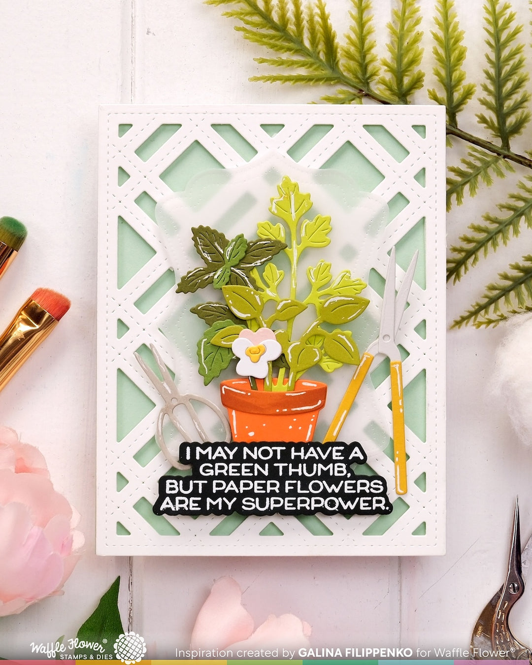 Waffle Flower - Happy Herbs Die