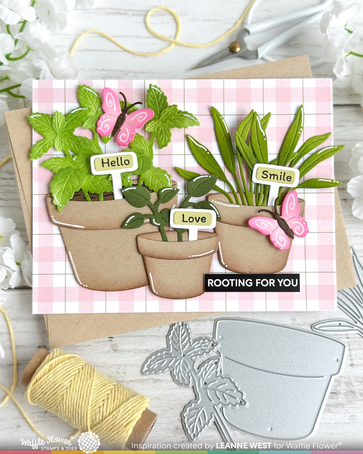 Waffle Flower - Happy Herbs Die